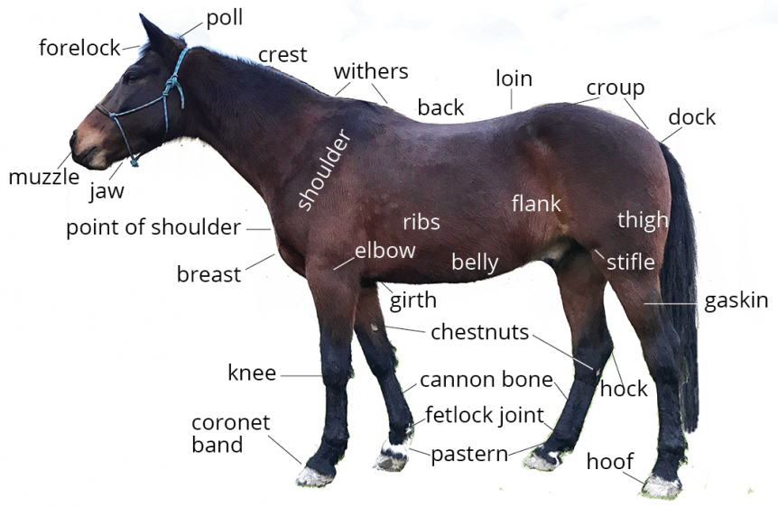 Horse Anatomy 101 Learn About A Horse s Body Parts Pony Dreams