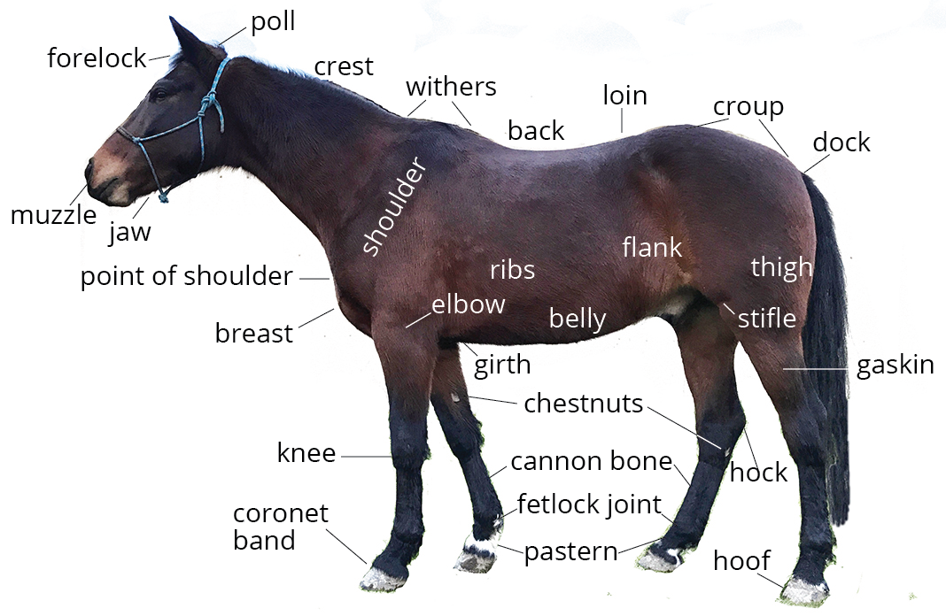 Sample Horse Parts Chart Taken From The Grade 7 Program Horses Horse ...