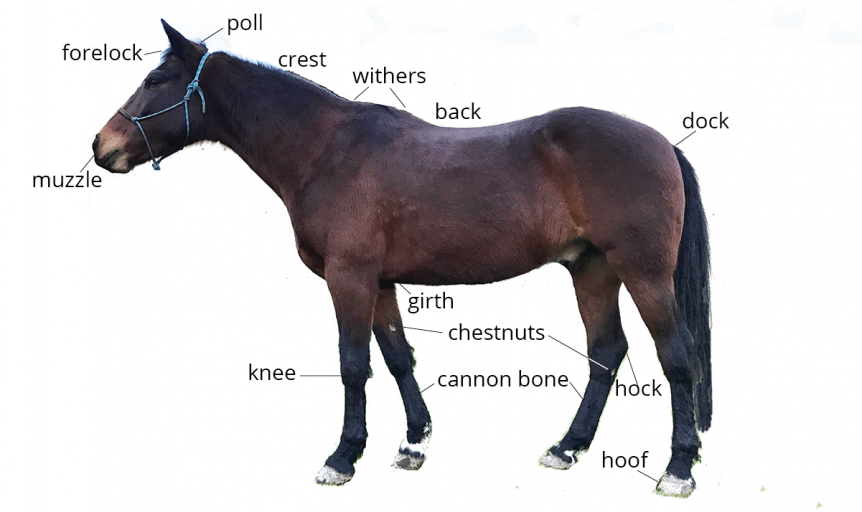 horse body parts | Pony Dreams