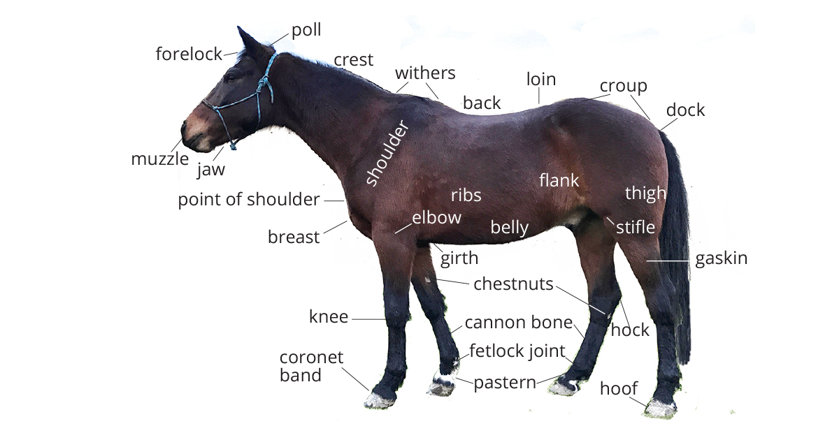 Horse Anatomy Quiz: Apprentice | Pony Dreams